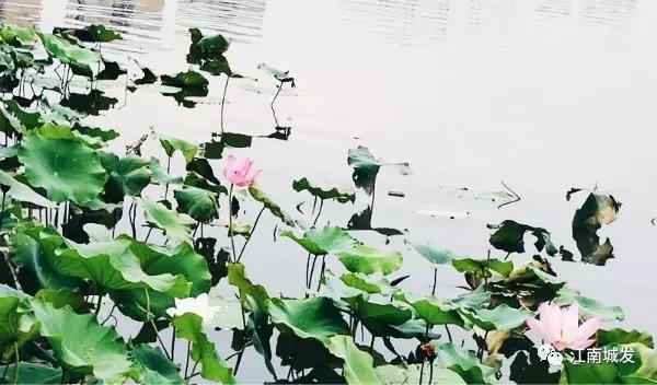 江南荷葉、蓮花